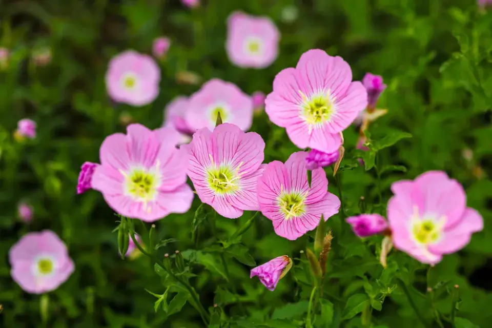 Pupalka nádherná (Oenothera speciosa) 
