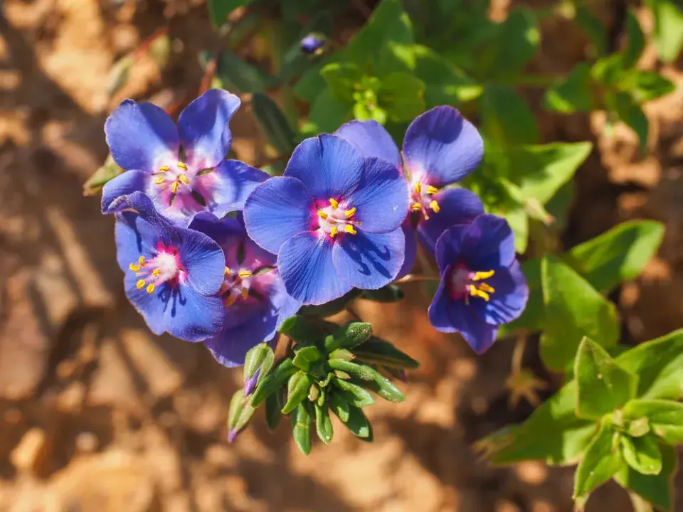 Drchnička rolní (Anagallis arvensis)