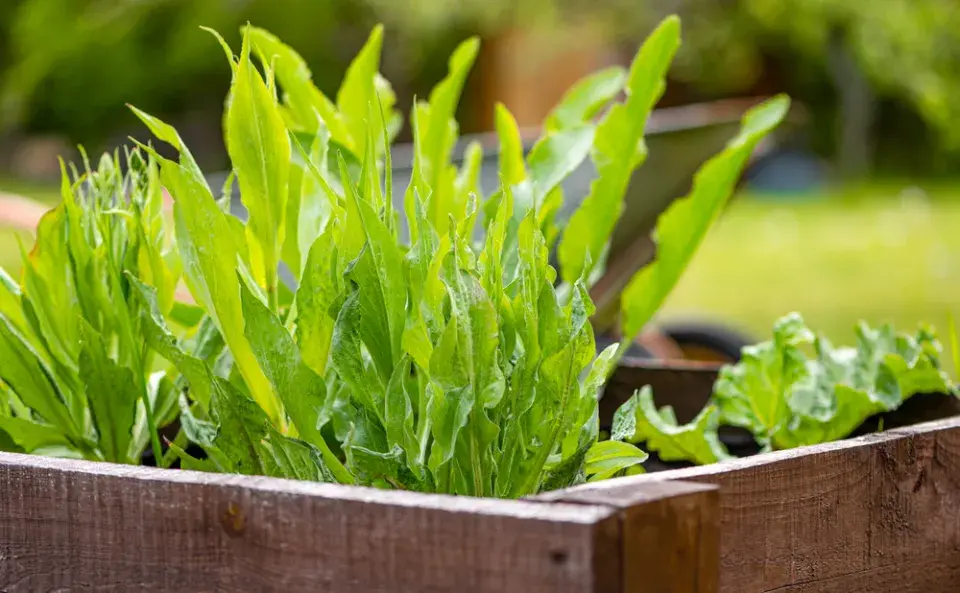 Černý kořen (Scorzonera hispanica)