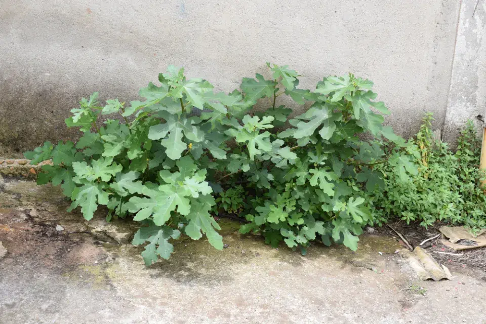 Pěstování fíkovníku