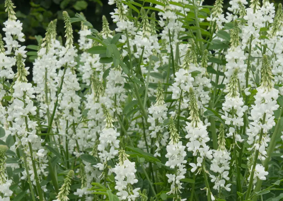 Jestřabina lékařská (Galega officinalis)