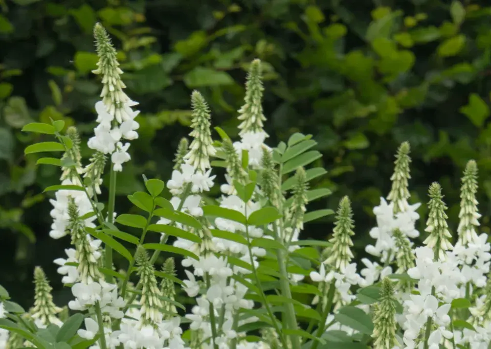 Jestřabina lékařská (Galega officinalis)