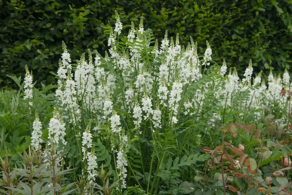 Jestřabina lékařská (Galega officinalis)