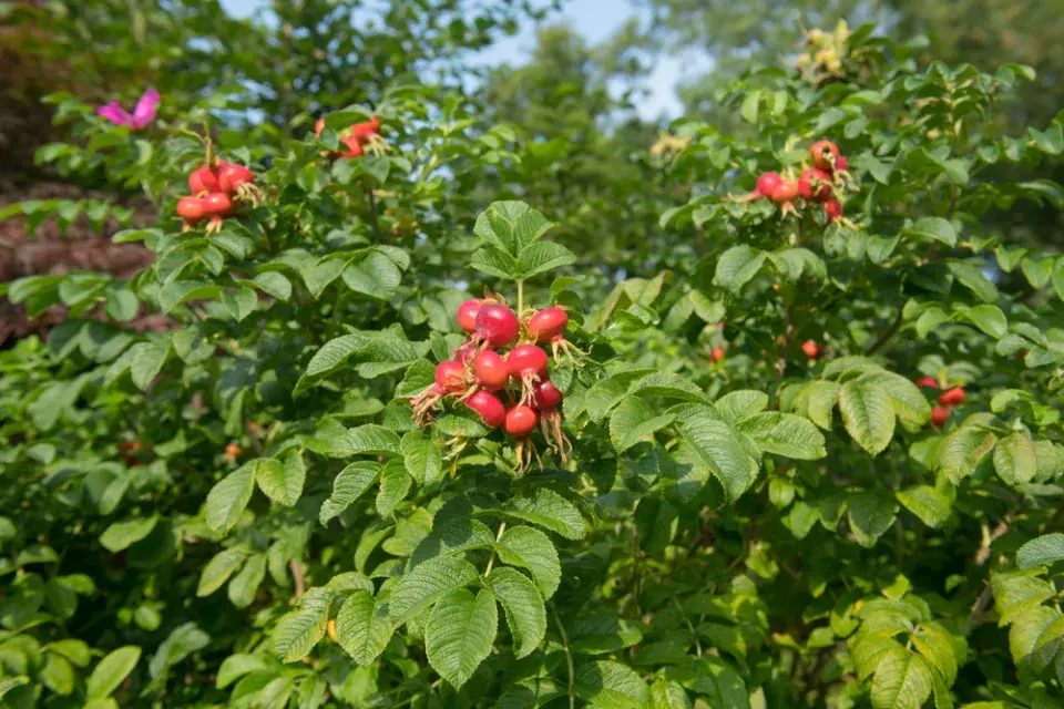 Jedlé keře do živého plotu