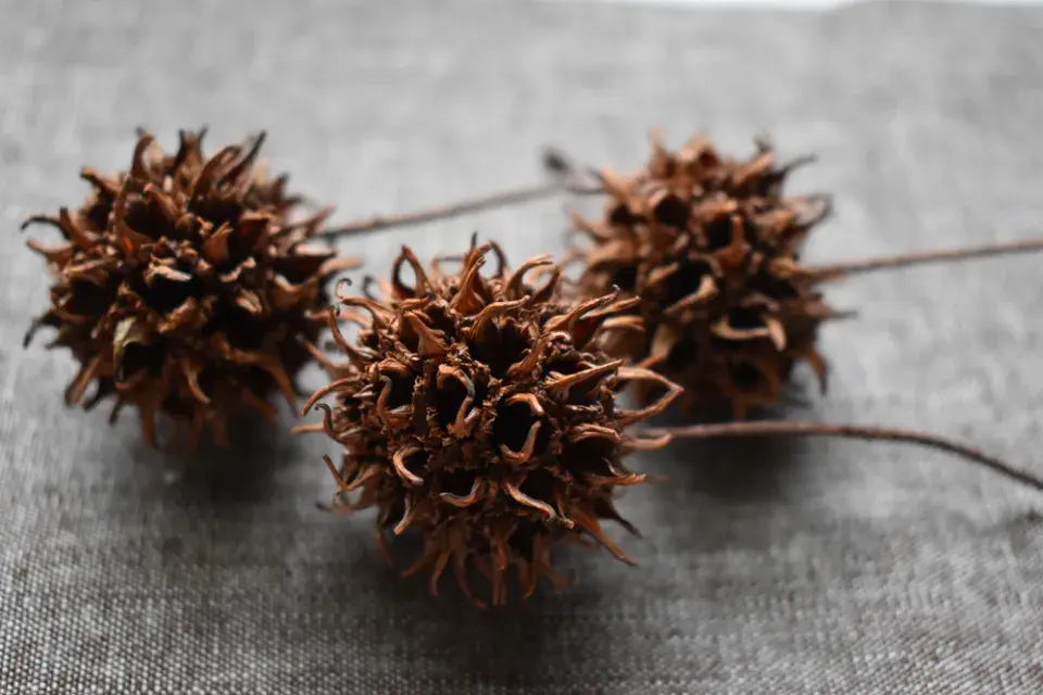 Suché plody ambroně