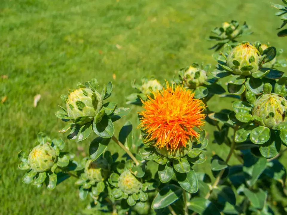 Světlice barvířská (Carthamus tinctorius) 