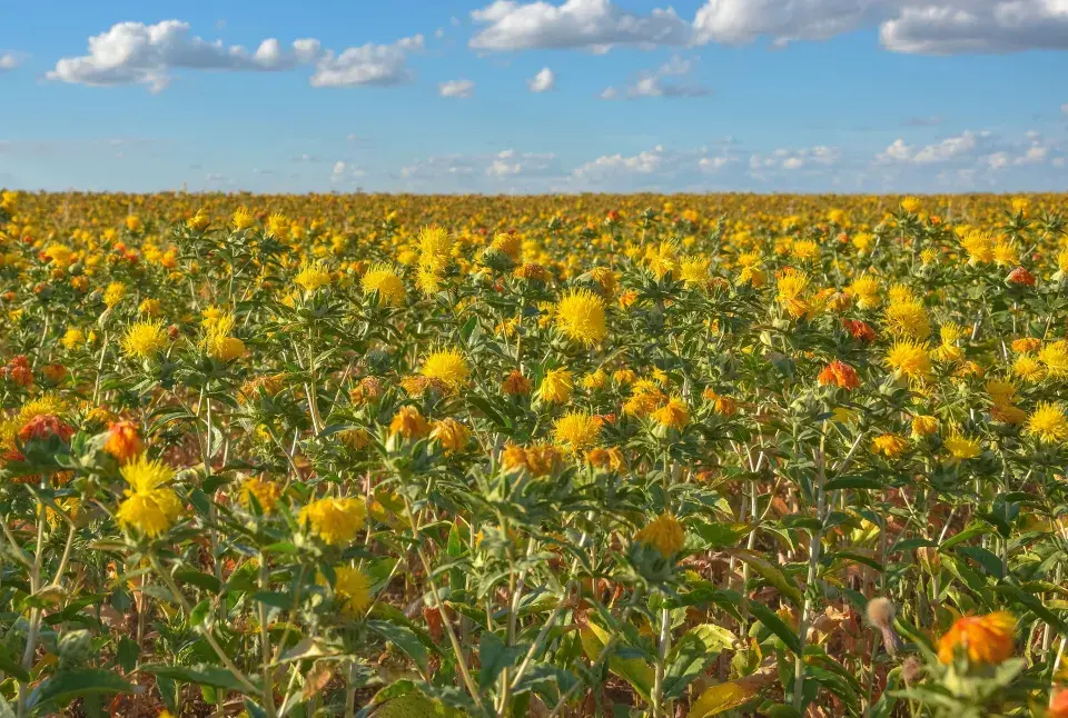 Světlice barvířská (Carthamus tinctorius) 
