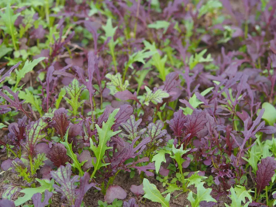 Mizuna (Brassica campestris Japonica)