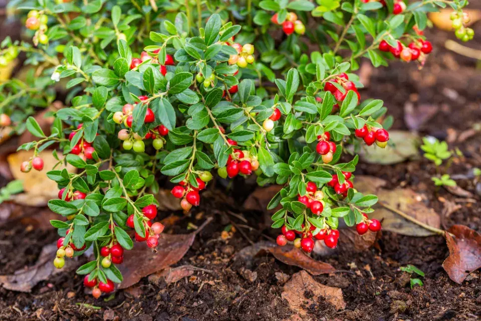 Méně známé ovoce