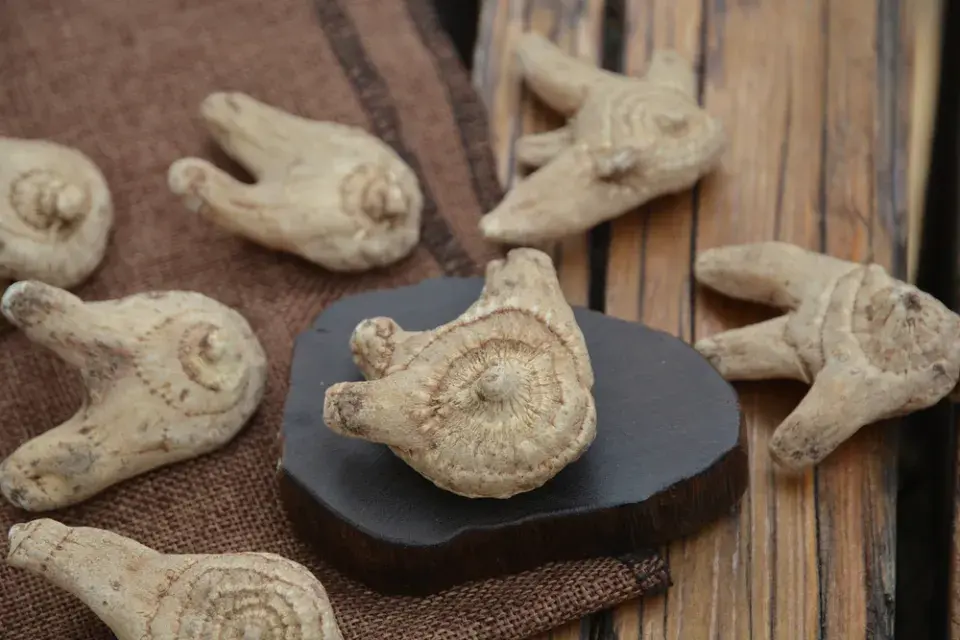 japonská orchidej (Bletilla)