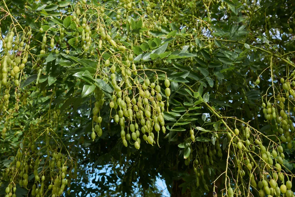 Jerlín japonský (Styphnolobium japonicum či Sophora japonica)