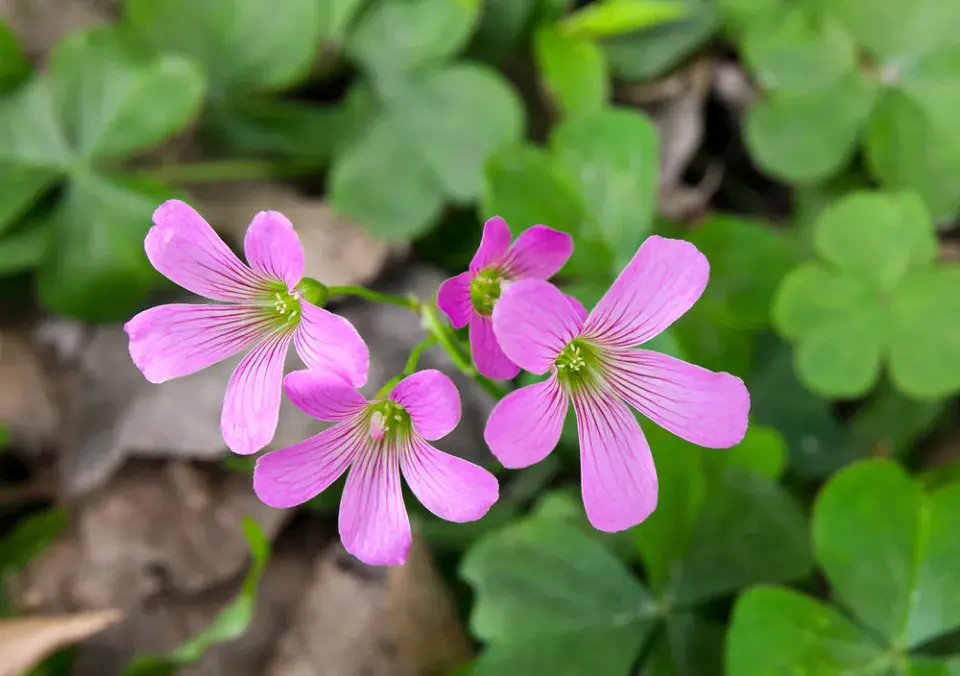 Šťavel růžkatý růžový