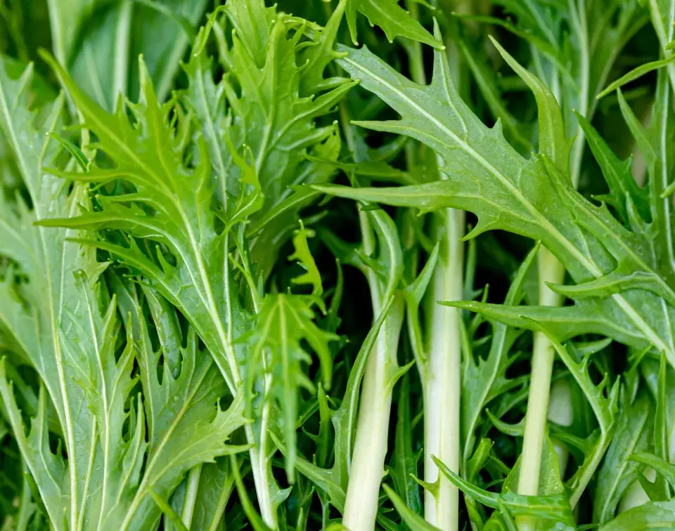 Mizuna (Brassica campestris Japonica)