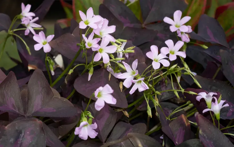 Šťavel trojhranný