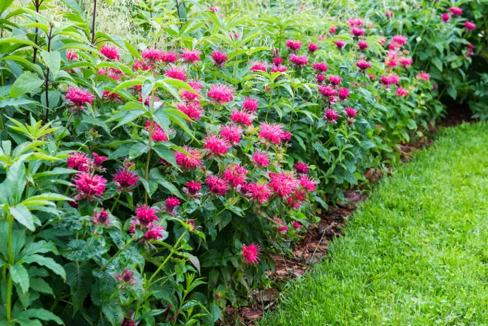 Zavinutka podvojná (Monarda didyma)