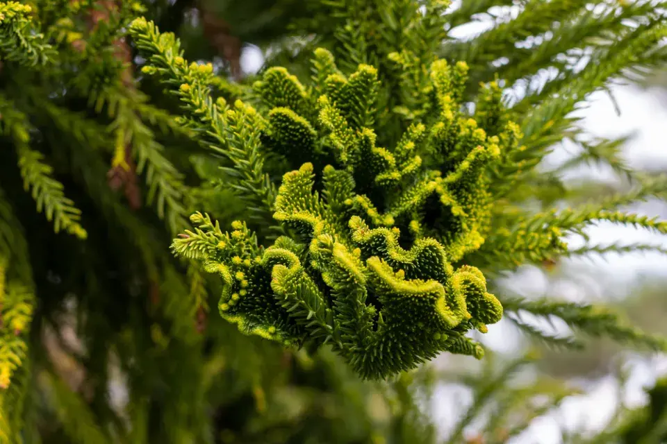 Kryptomérie japonská