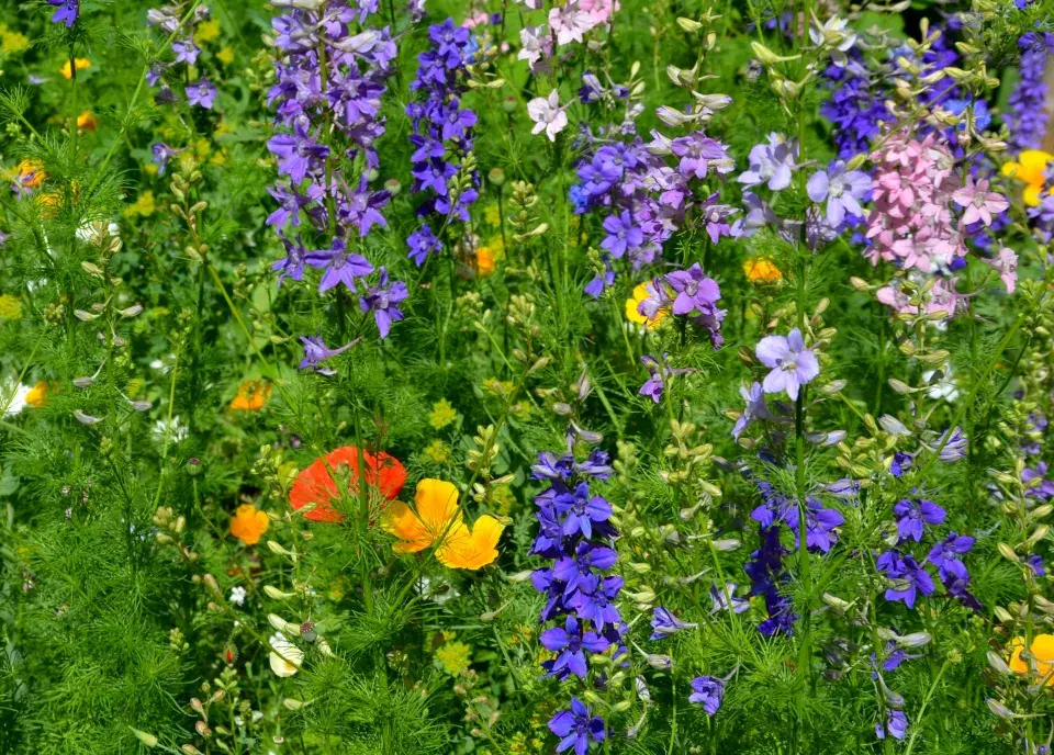 Sluncovka kalifornská (Eschscholzia californica)