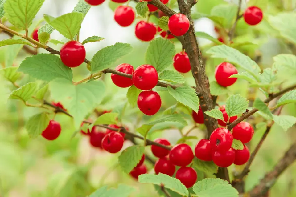 Jedlé keře do živého plotu