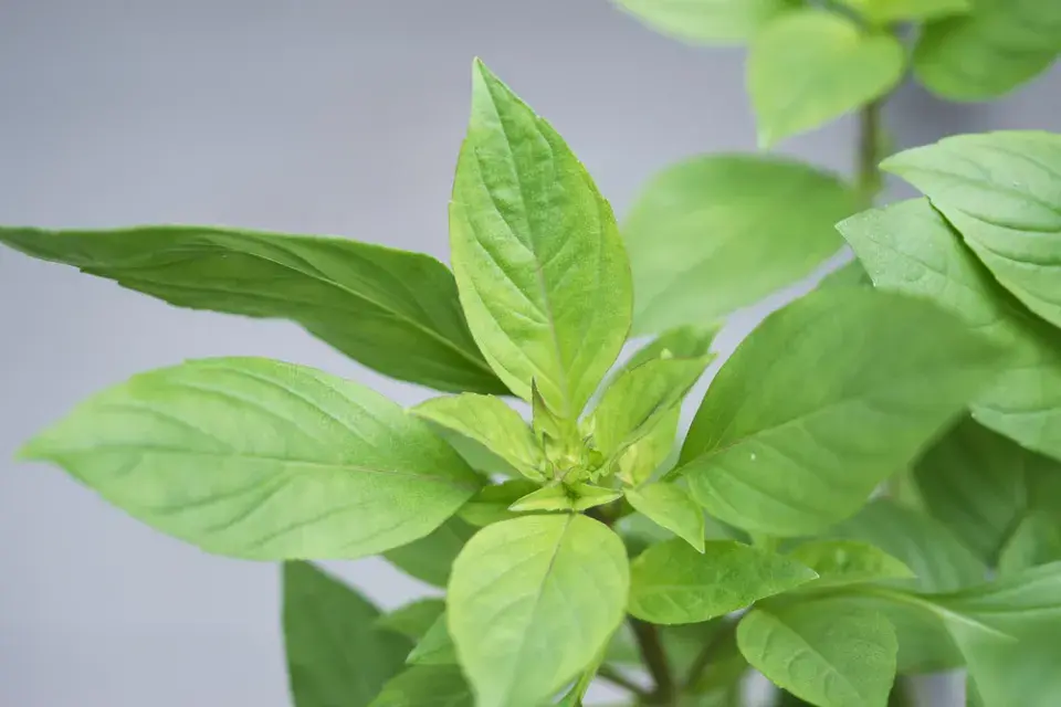 Bazalka Siamská královna (Ocimum basilicum 'Siam Queen')