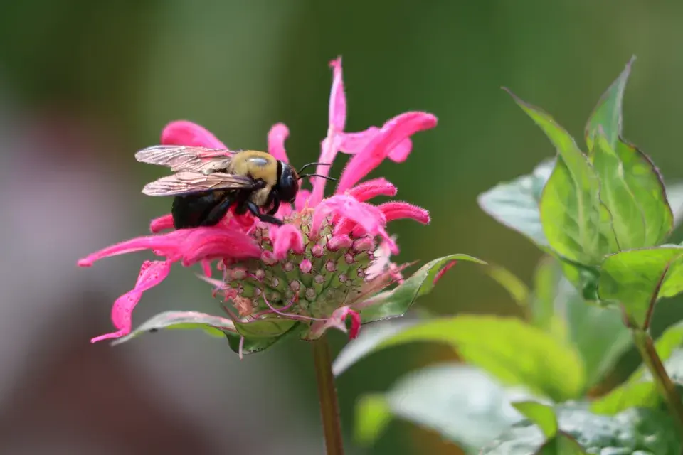 Zavinutka podvojná (Monarda didyma)