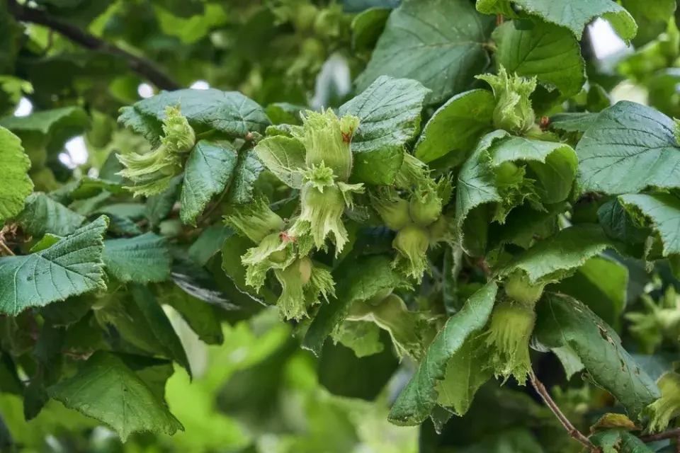 Jedlé keře do živého plotu