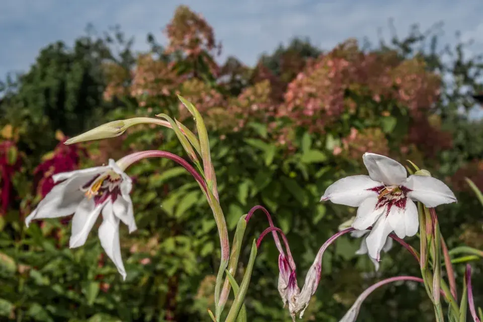 Habešský mečík nebo také vonný mečík či acidanthera (Gladiolus murielae)