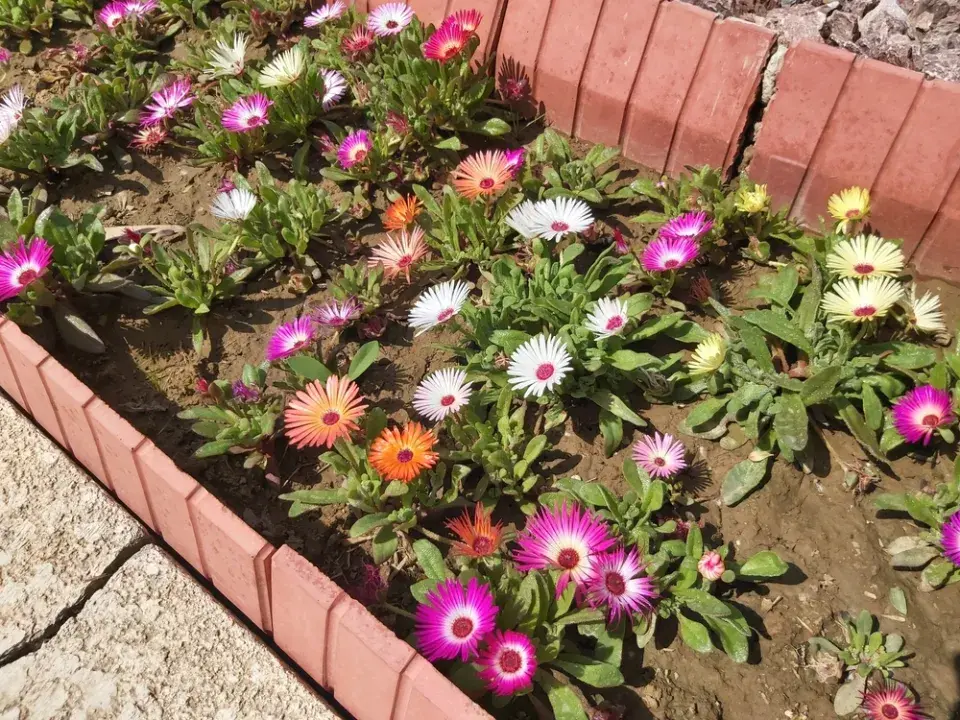 Kosmatec sedmikráskovitý (Dorotheanthus bellidiformis)