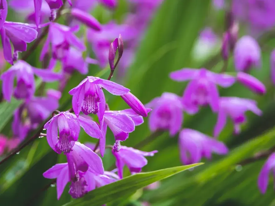 japonská orchidej (Bletilla)