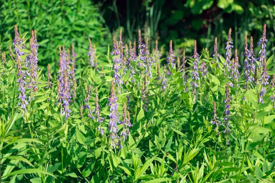 Jestřabina lékařská (Galega officinalis)