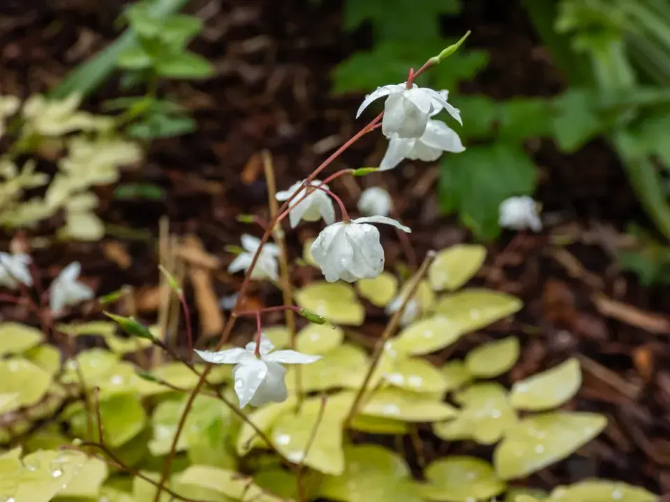 Epimedium youngianum