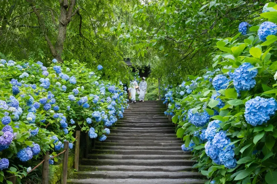 Modré hortenzie v zahradě