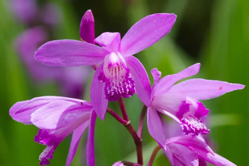 japonská orchidej (Bletilla)