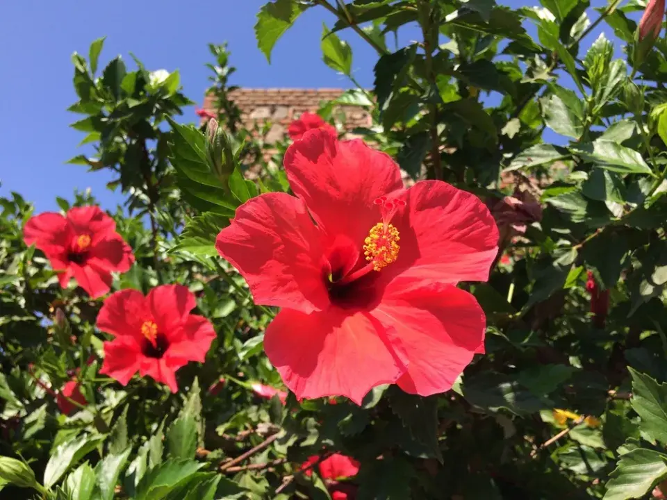 Středomořská zahrada