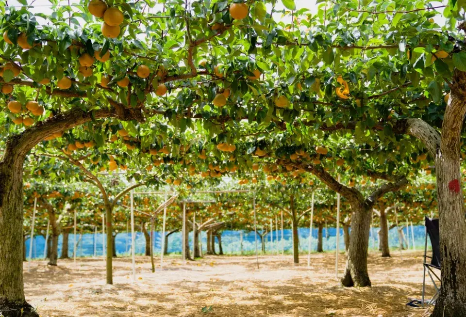 Sad plný nashi hrušek