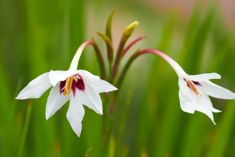 Habešský mečík nebo také vonný mečík či acidanthera (Gladiolus murielae)