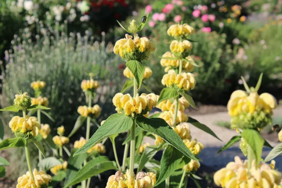 Sápa Russelova (Phlomis russeliana)