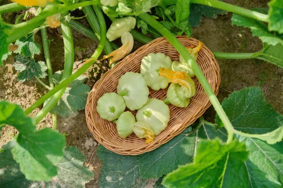 Patizony (Cucurbita pepo var. patissoniana)