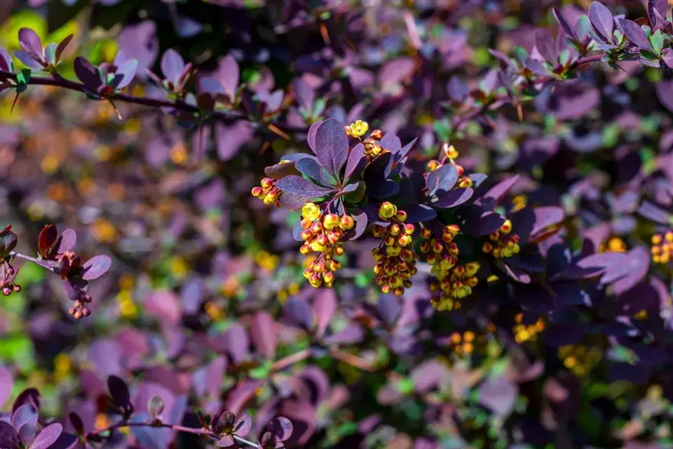 Dřišťál Thunbergův