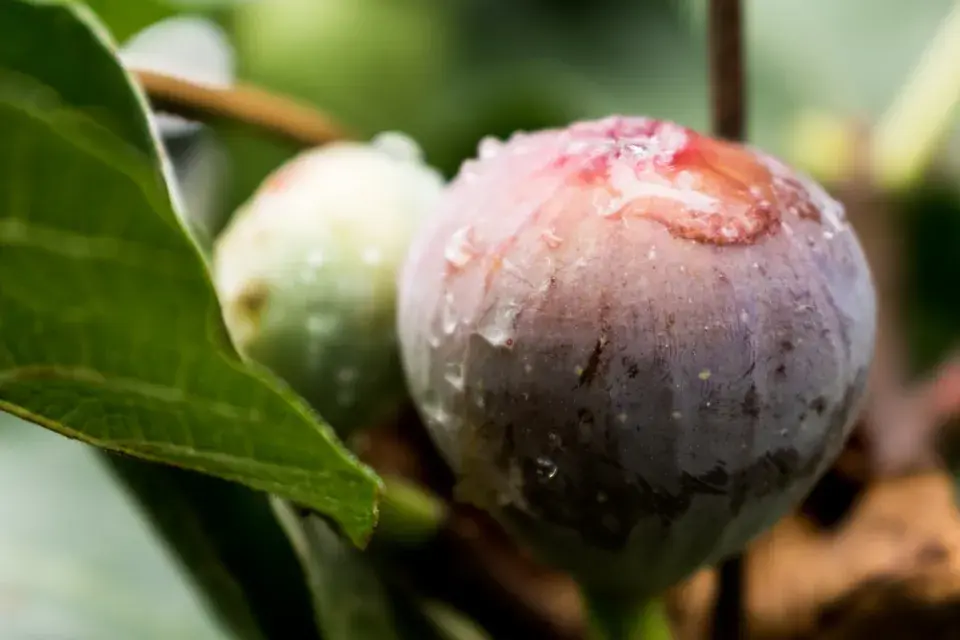 Pěstování fíkovníku