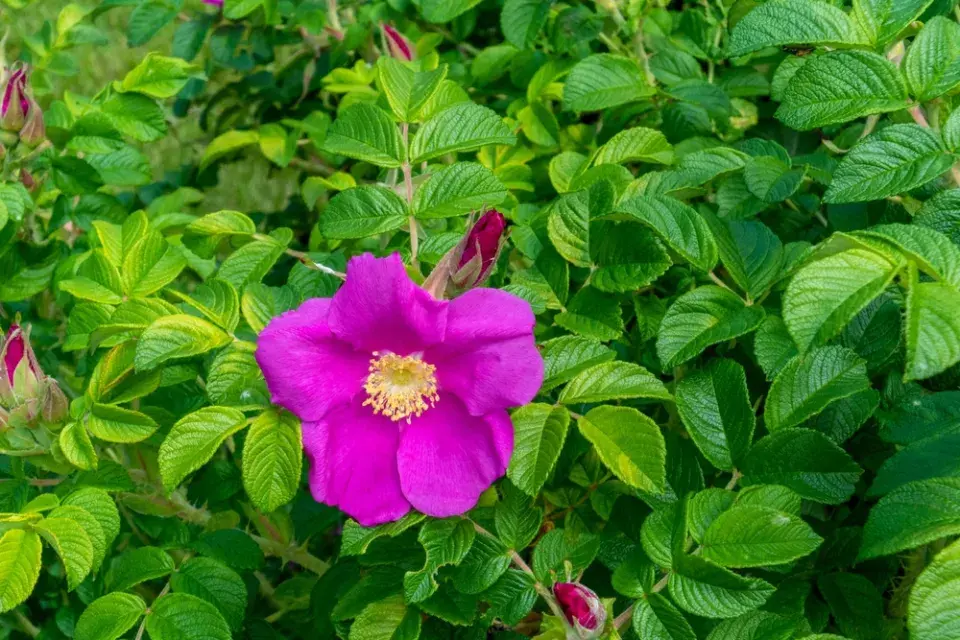 Jedlé keře do živého plotu