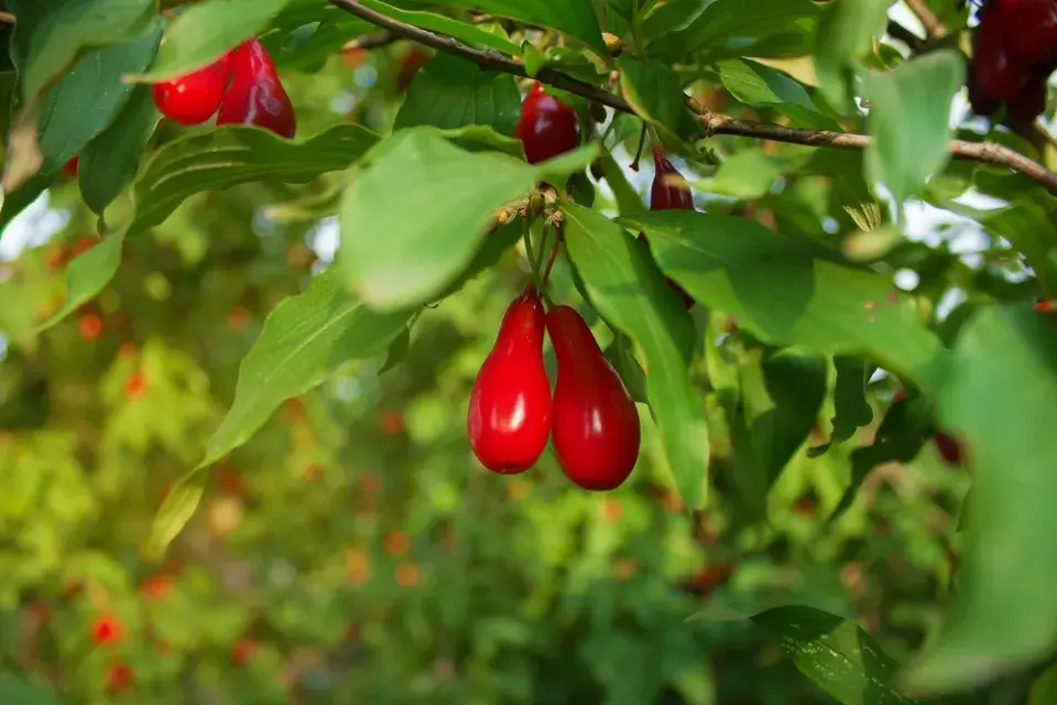 Méně známé ovoce