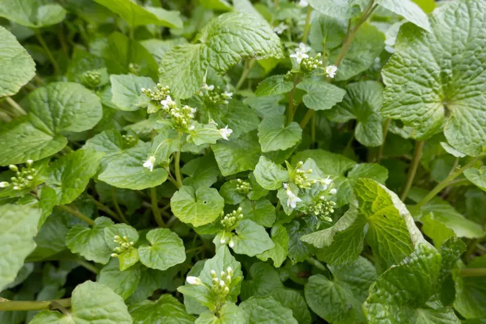 Japonský křen wasabi (Wasabia japonica)