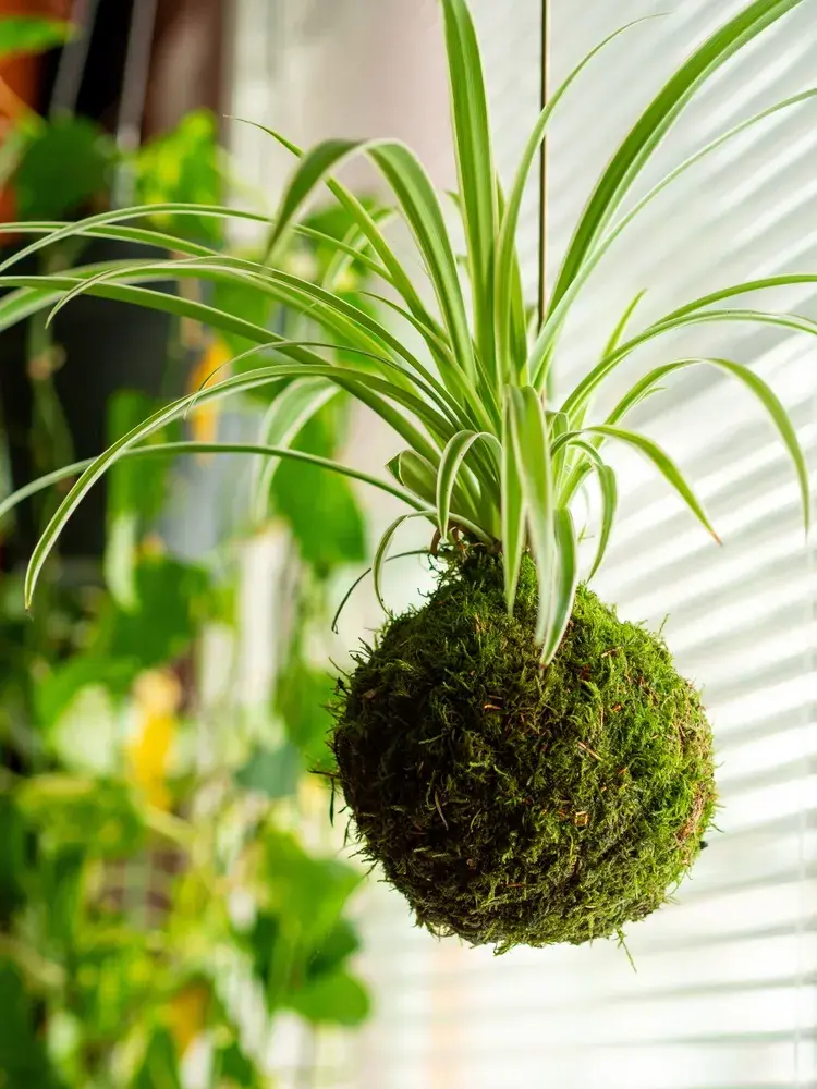 Kokedama