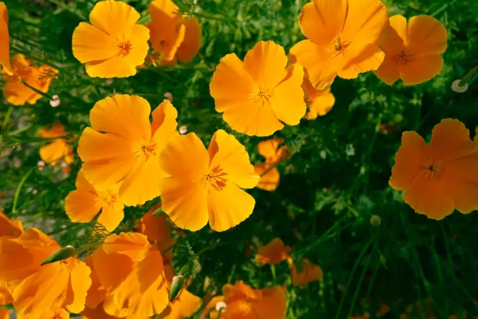 Sluncovka kalifornská (Eschscholzia californica)