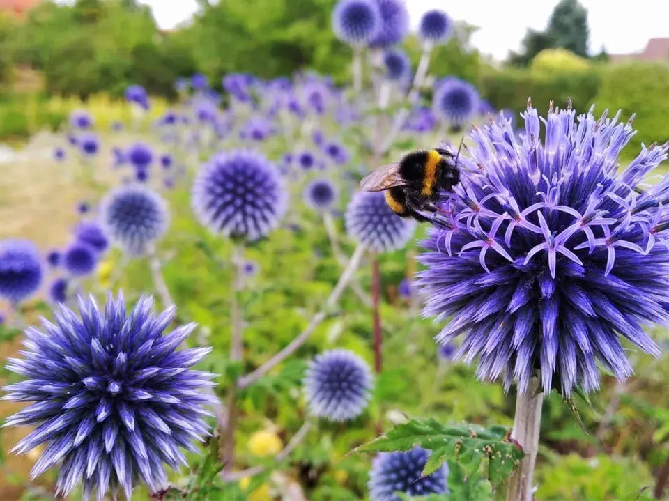 Bělotrn modrý (Echinops ritro)