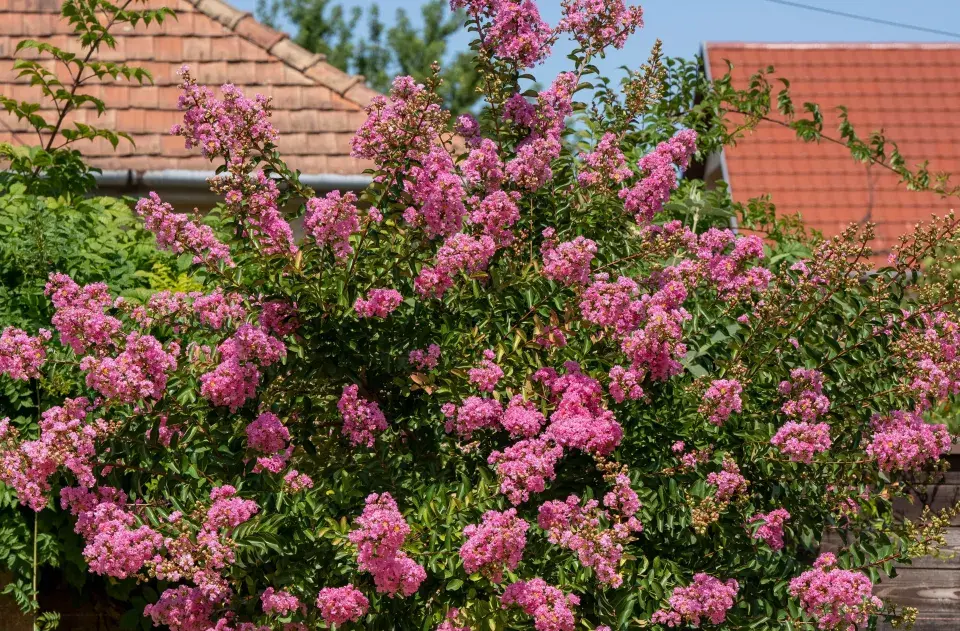Pukol indický (Lagerstroemia indica) 
