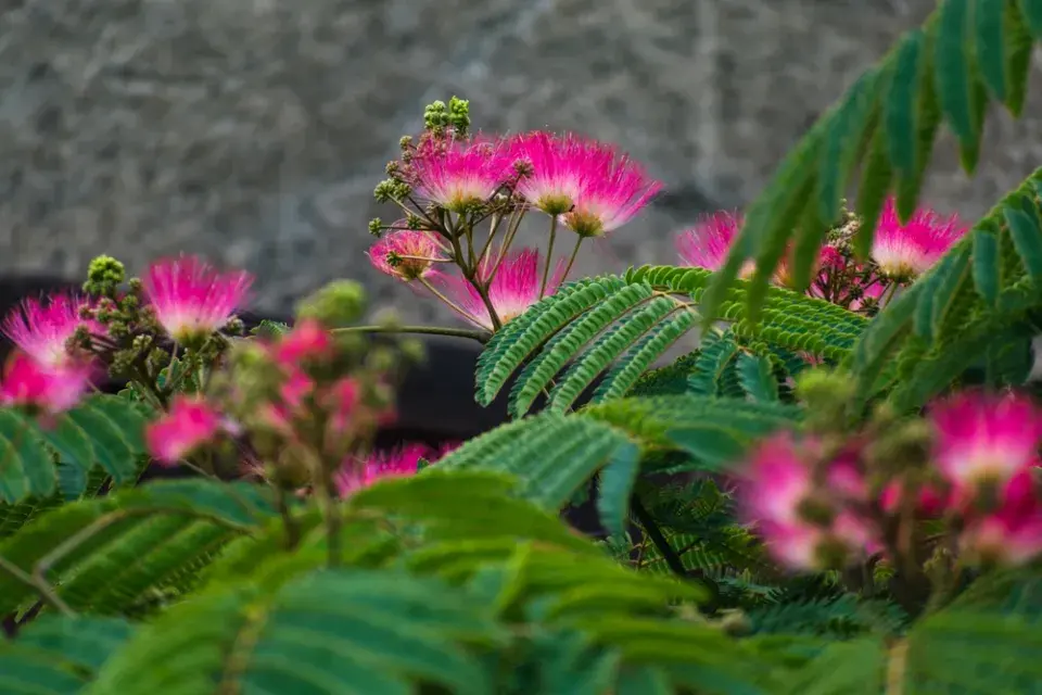 Exotická rostlina albízie hedvábná