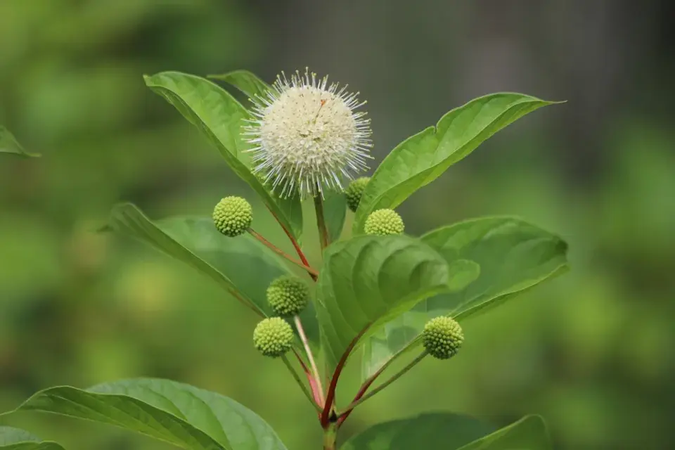 Hlavoš západní (Cephalanthus occidentalis)