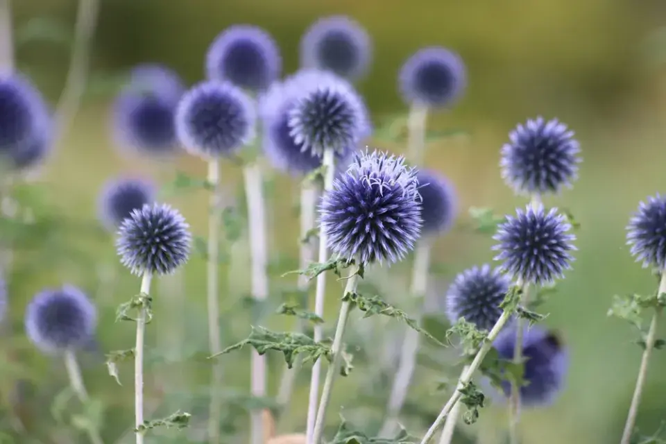 Bělotrn modrý (Echinops ritro)