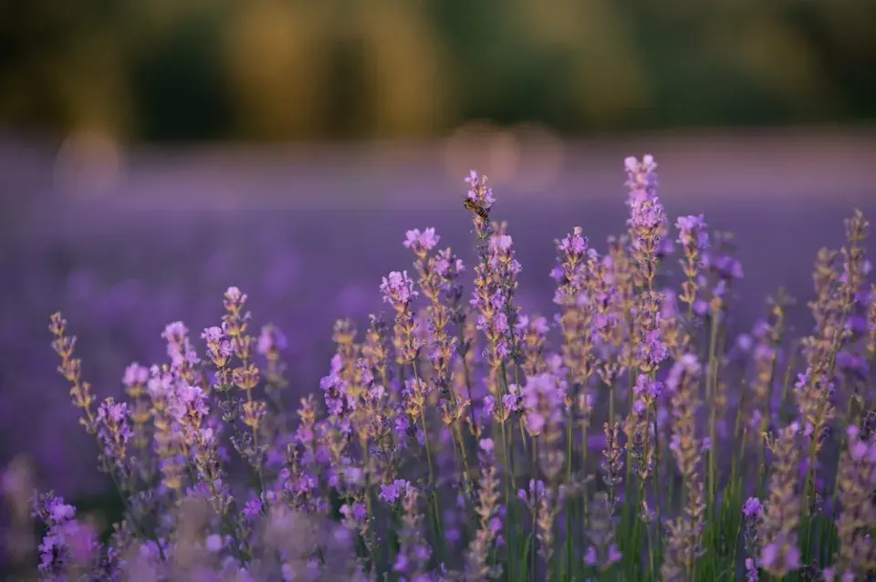 Levandule v zahradě 